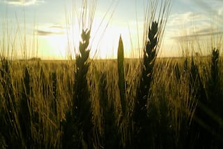 La búsqueda de una revancha tras La Niña: ¿quiénes pueden tenerla?