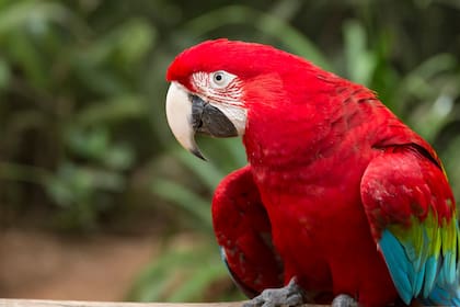 La campaña que lleva adelante el Parque para cuidar su fauna lleva la consigna "tu comida me mata"