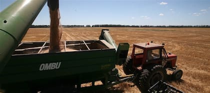 La campaña se caracterizó, en general, por rindes mayores que los del año pasado, pero con calidades en baja