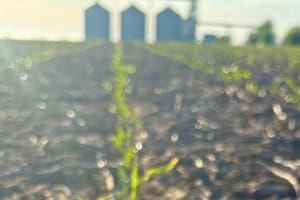 La apuesta por la siembra temprana del maíz dejó resultados dispares y los tardíos ganan terreno