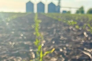 La apuesta por la siembra temprana del maíz dejó resultados dispares y los tardíos ganan terreno