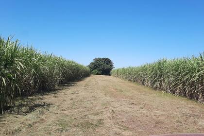 “Inadmisible”: el sector azucarero argentino en pie de guerra ante una propuesta de Lula sobre libre comercio - Image 2
