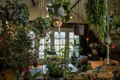 La cantidad de plantas que se necesitan para limpiar el aire interior es enorme