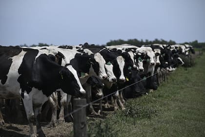 La cantidad total de vacas lecheras en la Argentina no ha variado significativamente en los últimos años y sumó 1.497.480 cabezas en 2025, lo que implica un aumento del tamaño promedio de cada unidad productiva