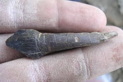 La capa de esmalte del diente del Bagualia alba es extremadamente gruesa, siete veces más que los de otros herbívoros previos al vulcanismo, y rugosa