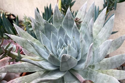 La capa exterior de ciertas suculentas actúa como un escudo natural para mantener su hidratación en ambientes extremos.