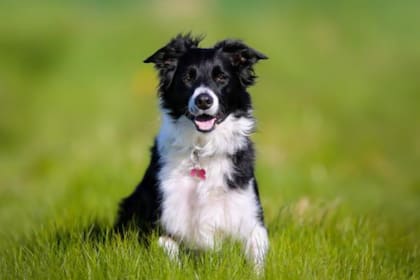 La capacidad de aprendizaje de los perros está sujeta a la raza y al nivel de motivación que posee el animal