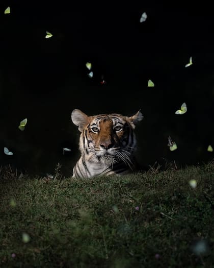 La captura completa de la tigresa rodeada de mariposas de tres tipos de colores diferentes