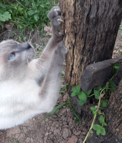 La cara seria que caracterizaba a Nany León no delataba su alma amorosa.