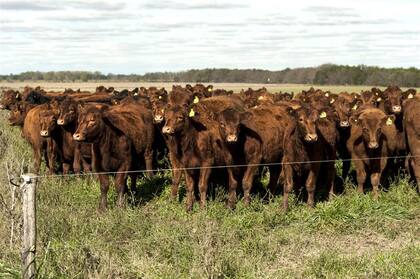 La carga es de cuatro animales por hectárea en los lotes agrícolas y de un animal por hectárea en los bajos y cañadas