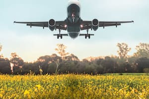 La carinata puede expandir la frontera agrícola por su uso como biocombustible para los aviones