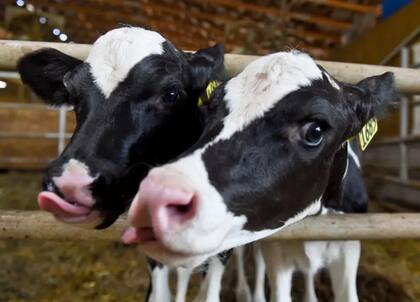 La carne argentina representa un 2,1% del total de las importaciones de EE.UU.
