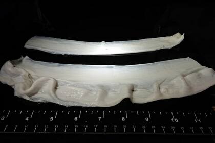 La carne artificial creada por los investigadores de Harvard emula la textura y las fibras de un corte tradicional, pero aún está en una etapa incipiente de desarrollo