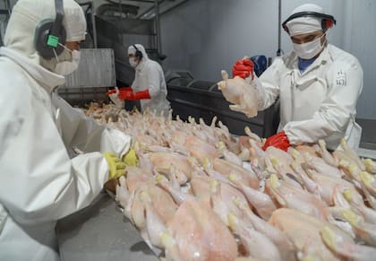 La carne aviar del Mercosur contaría con una nueva cuota de exportación a Europa