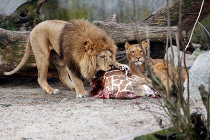 La carne de Marius sirvió para alimentar a los leones