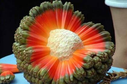 La carne del fruto del árbol de hala tiene distintos tonos de rojo