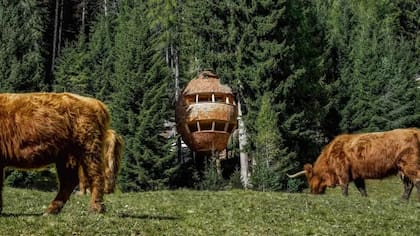La casa en forma de piña gigante se erige entre un bosque de pinos