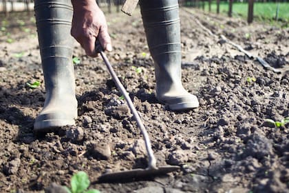 La cáscara de banana es útil en suelos compactados porque estimula la actividad microbiana y mejora su estructura