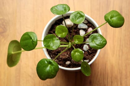 La cáscara de huevo es un recurso natural y gratuito que puede transformarse fácilmente en un fertilizante casero rico en calcio, magnesio y fósforo (Foto ilustrativa: PIXABAY)