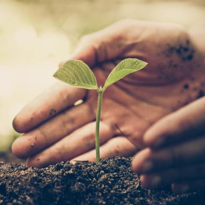 La cáscara de sandía sirve como abono natural