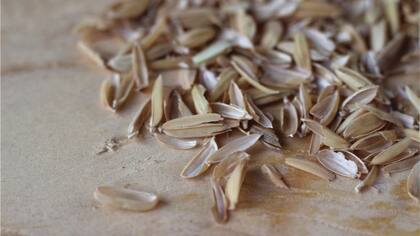 La cascarilla del grano de arroz es usado para producir el bokashi