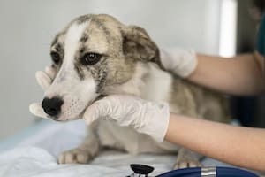 La castración mejora la calidad de vida de los perros, tanto machos como hembras