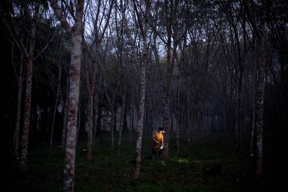 La cauchera Wanida Hityim, de 41 años, mezcla ácido fórmico con látex natural recolectado de un árbol de caucho en las primeras horas de la mañana en su plantación en la provincia de Surat Thani, en el sur de Tailandia