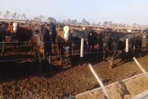 La causa por la desaparición de cientos de animales de un campo en Santiago del Estero escaló esta semana