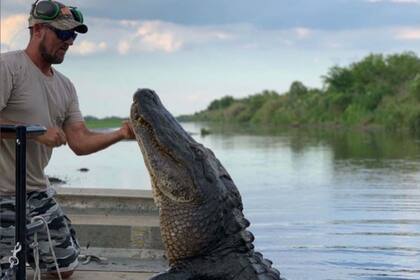 La caza de caimanes es criticada por organizaciones que defienden los derechos de animales
