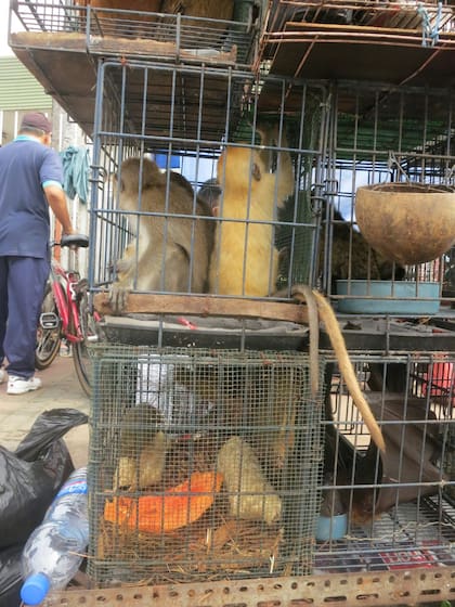 La caza de monos para su venta como mascotas amenaza su preservación