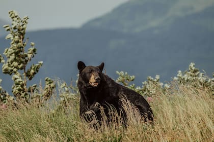 La caza de osos comenzó el 6 de diciembre en Florida