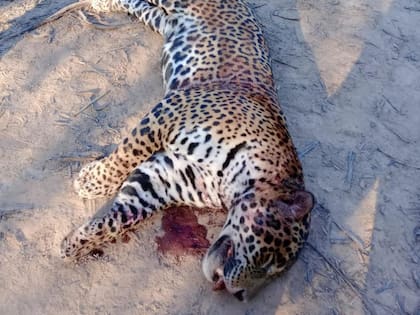 La caza furtiva de yaguaretés