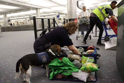 La CBP cuenta con perros detectores de sustancias ilícitas que apoyan los operativos