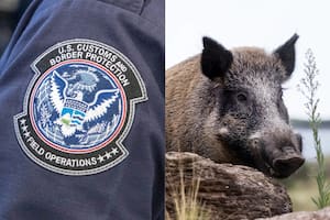 La CBP en alerta por un visitante inesperado: un jabalí sorprendió a todos en el puente de Eagle Pass