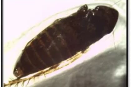 La CBP descubrió a un insecto de la especie Polyamia arachnion Kramer en Arizona