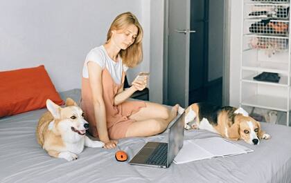 La CBP invita al público a utilizar el sitio web para acceder a la nueva herramienta DogBot de los CDC para determinar qué normas se aplican a su perro