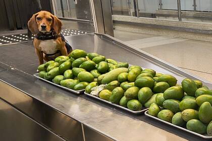 La CBP mantiene el mayor programa canino del país, con más de 1500 equipos