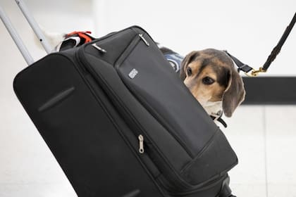 La CBP recordó la obligación de informar compras