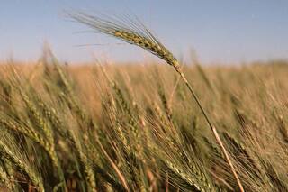 Secretos para lograr una buena cebada cervecera