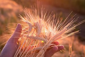 El cultivo que cerró una campaña sólida y aceleró sus exportaciones a nuevos mercados