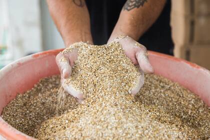 La cebada contará con un tipo de cambio del 25% al Contado Con Liqui (CCL) y 75% del Mercado Único y Libre de Cambios (MULC)