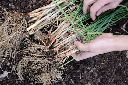 La cebolla de verdeo es ideal para la huerta familiar por la provisión constante y aromática. Los bulbos de menor calibre se pueden plantar cuando comienzan a brotar. Cada uno de los bulbos puede producir entre cuatro y cinco tallos.