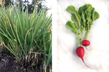 La cebolla de verdeo y los rabanitos aportan azufre al cuerpo, un mineral que ayuda a combatir el estrés oxidativo y reparar el ADN