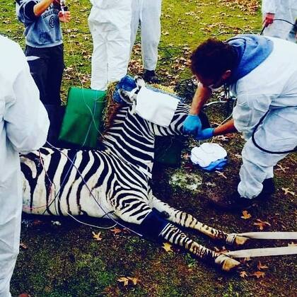 La cebra de Temaiken que atendió junto a un equipo de expertos