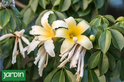 La ceiba chodatii tiene una belleza sutil y aporta aroma