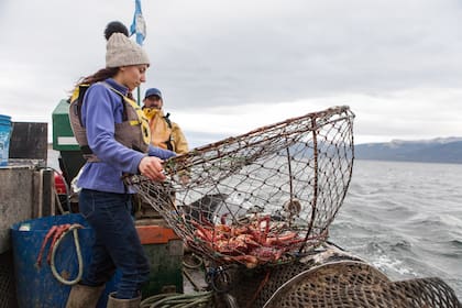 La centolla se pesca en trampas que se arrojan al canal con carnada.