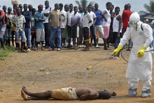 la cepa Zaire del ébola, la forma más agresiva y letal conocida del virus responsable de la muerte de 11.294 personas en varios países de África Occidental desde marzo de 2014