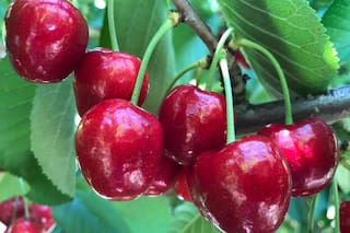 Un temporal con granizo destruyó más del 30% de la cosecha de cerezas en la cuna de la fruta