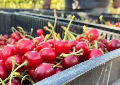 La cereza está catalogada como la “reina imbatible” por su frescura, calidad, dulzura y capacidad de adaptación a las diferentes estaciones del año