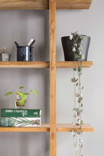 La Ceropegia woodii es una suculenta de largos tallos péndulos, ideal para sumar a una biblioteca en interiores luminosos. Es de fácil cultivo: basta con un sustrato permeable y riegos regulares. Resiste el frío y la sequía en invierno.